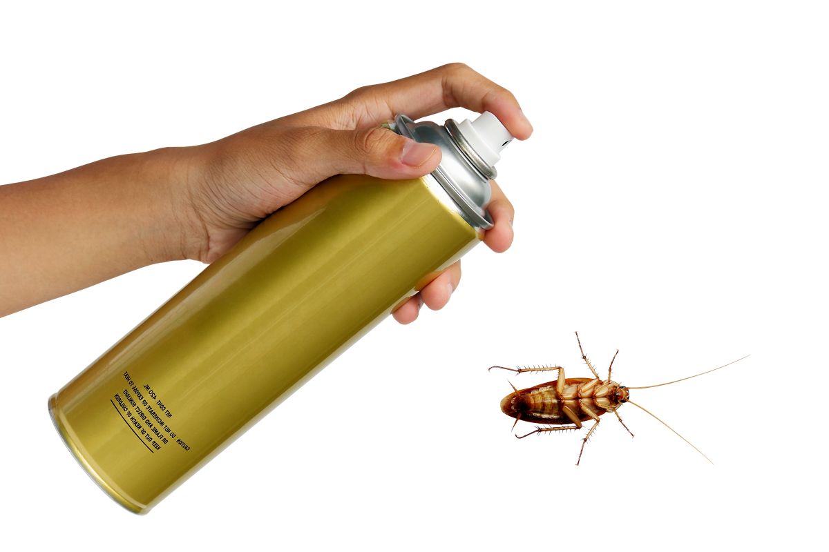 Des solutions naturelles pour se débarrasser des cafards et des blattes -  SOLUTY