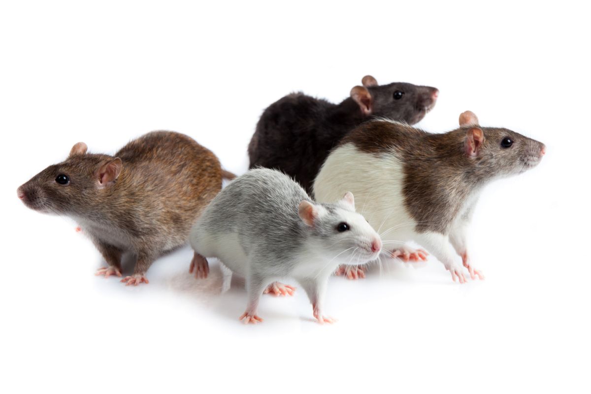 Désinfection rongeurs: Comment lutter et se débarrasser des rats et souris?