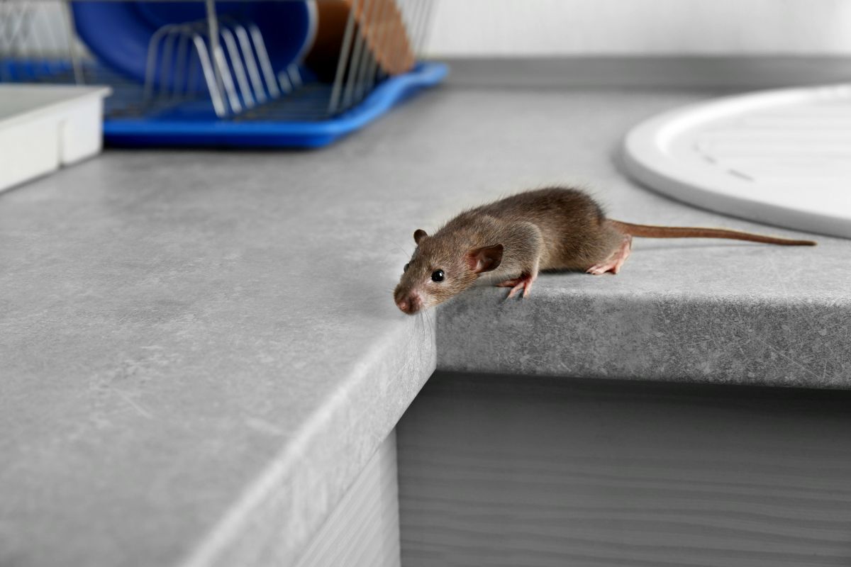 Comment tuer les rats ? (javel, sel, bicarbonate de soude, gel anti souris)  - Rats & Souris