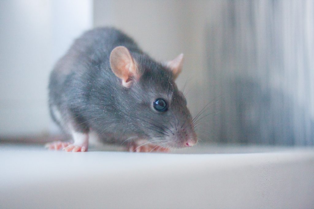 French Pets Raticide/Souricide Souris Et Rats – Produit