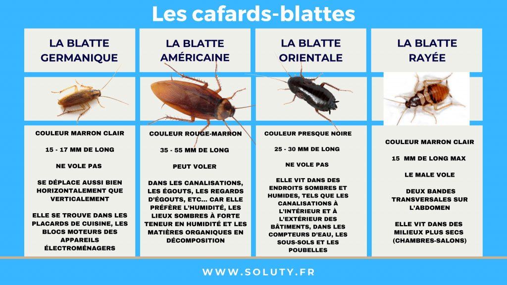 Exterminer les cafards & blattes en Alsace