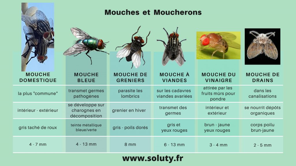 https://www.soluty.fr/wp-content/uploads/2022/05/mouches-fr-page-001-1024x576.jpg
